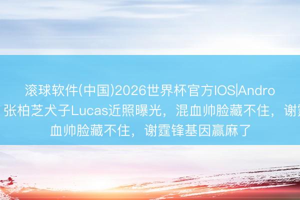 滚球软件(中国)2026世界杯官方IOS|Android手机app下载 张柏芝犬子Lucas近照曝光，混血帅脸藏不住，谢霆锋基因赢麻了